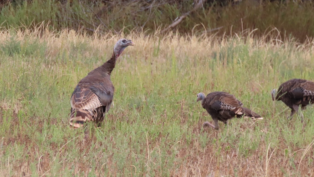 Wild Turkey - ML365943561