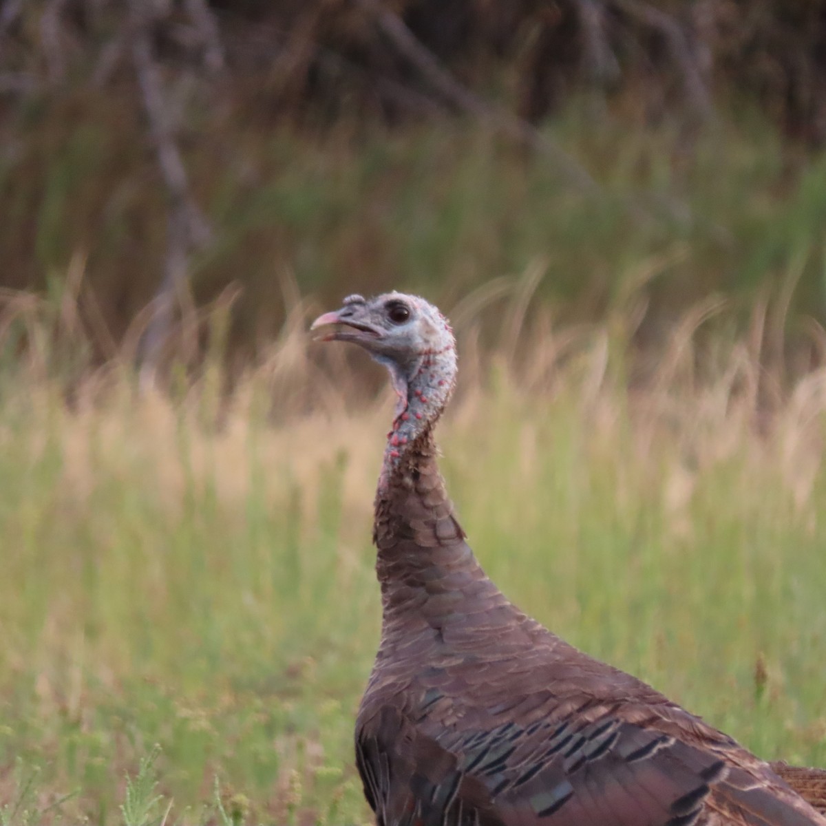 Wild Turkey - ML365943571