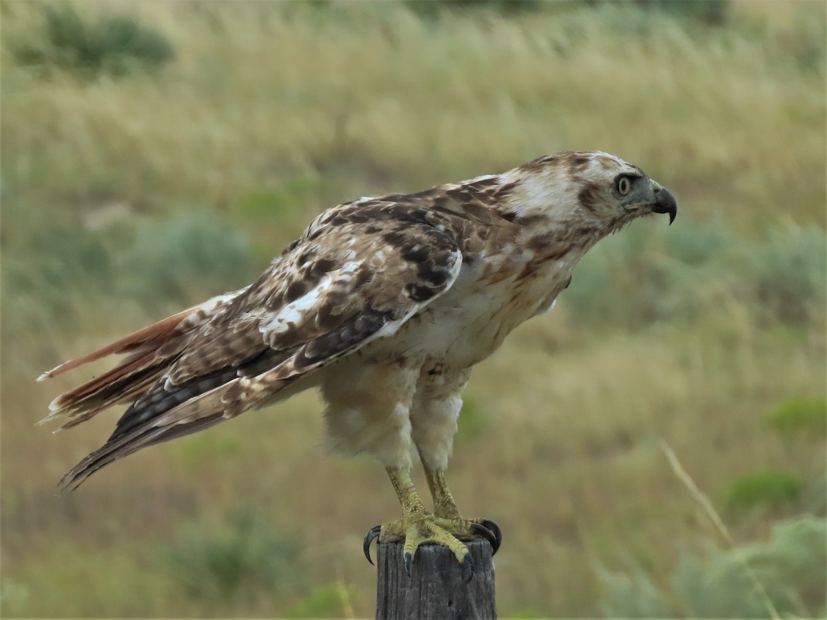 Red-tailed Hawk - ML365943631