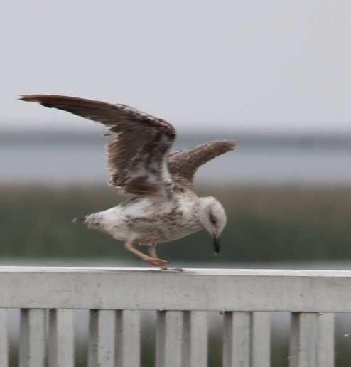 Lesser Black-backed Gull - Derek LaFlamme