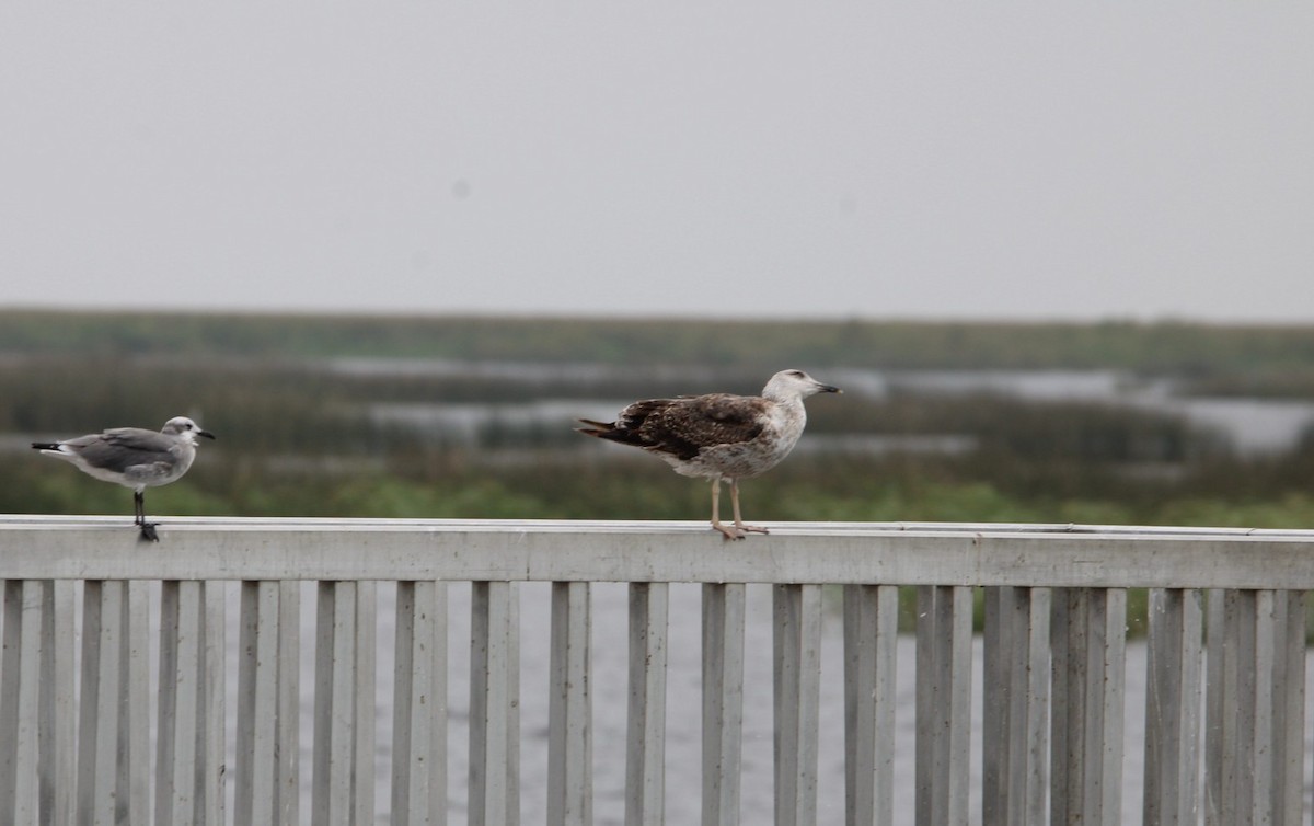 Lesser Black-backed Gull - ML365943671