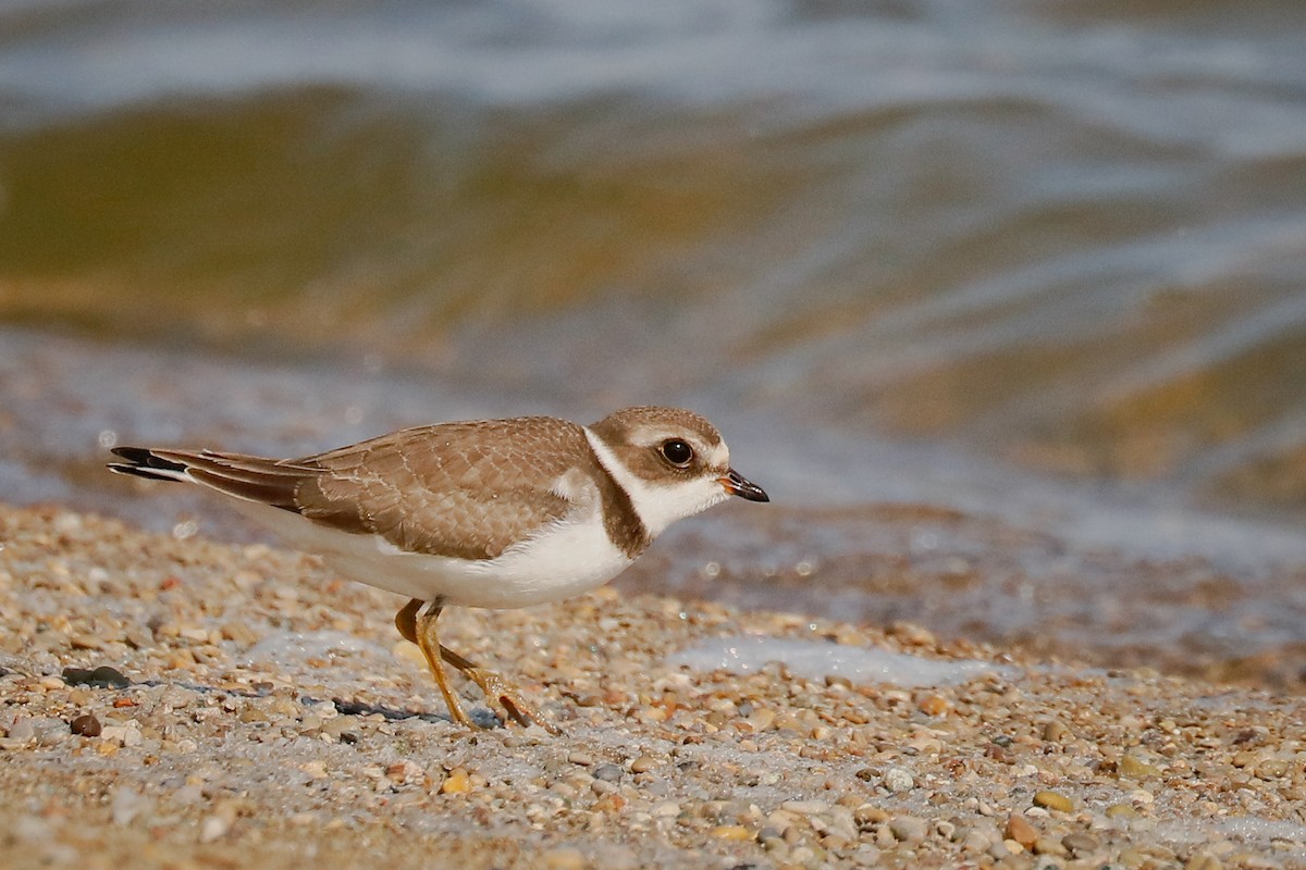 Semipalmated Plover - ML365943781