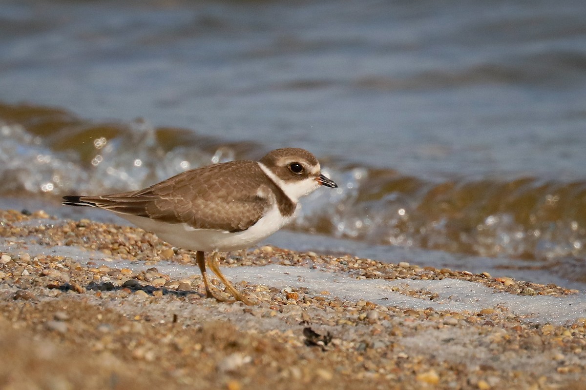 Semipalmated Plover - ML365943791