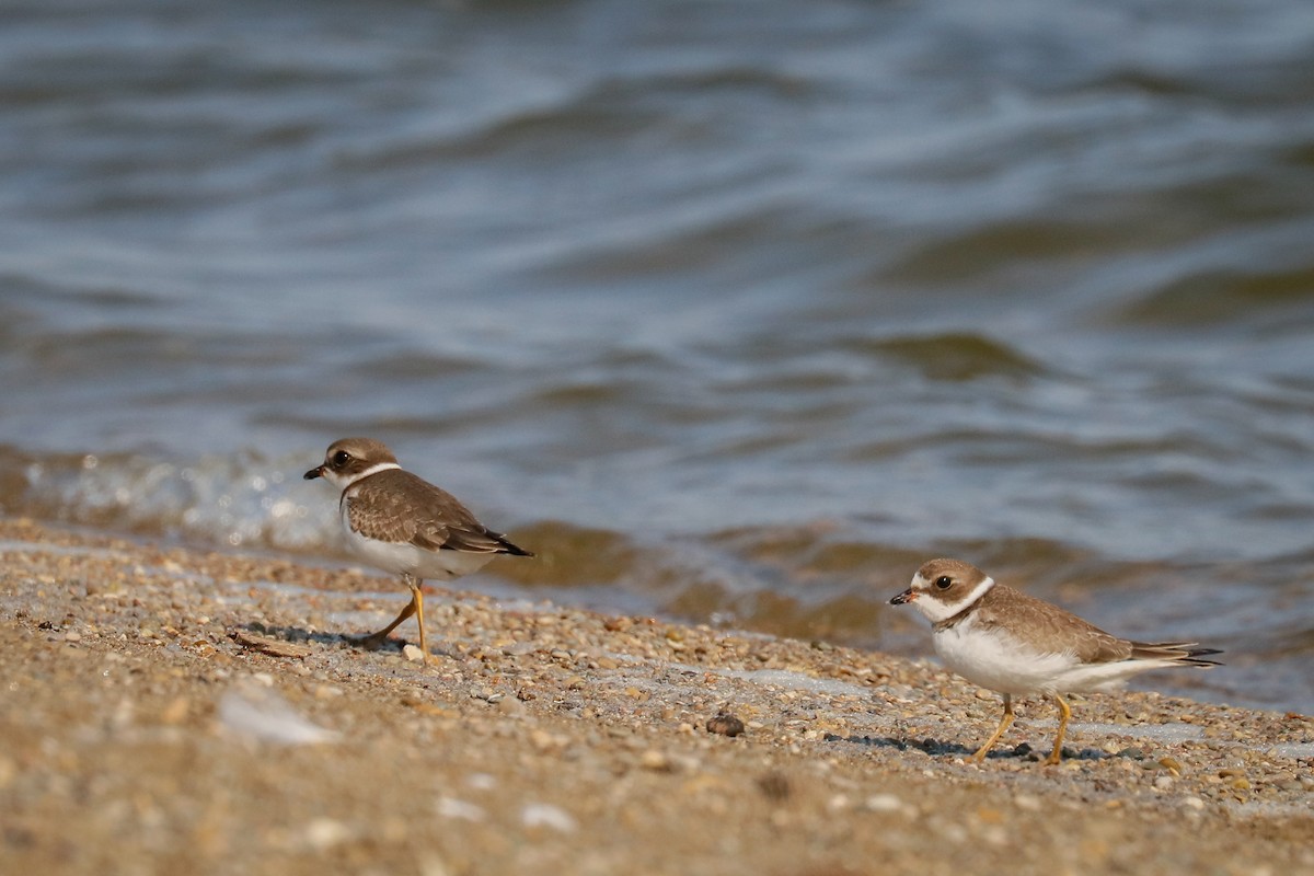 Semipalmated Plover - ML365943801
