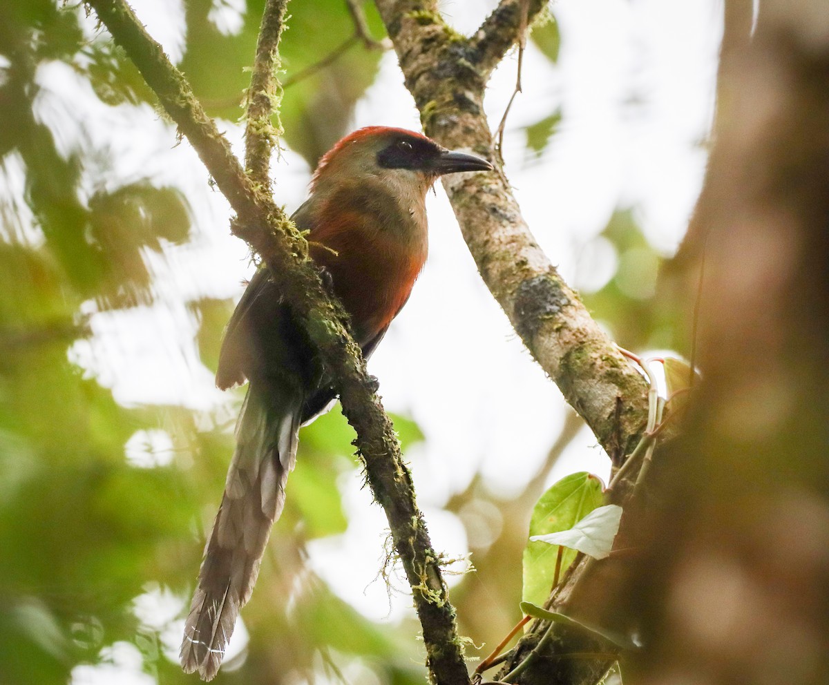Rufous-capped Motmot - Elby Anderson A Silva