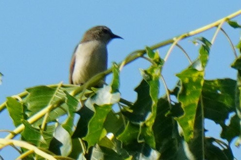 Nilgiri Flowerpecker - Sundar Muruganandhan