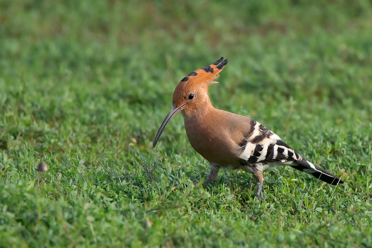 Eurasian Hoopoe (Eurasian) - ML365948211