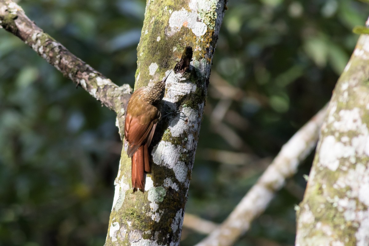 Spot-crowned Woodcreeper - ML365949781