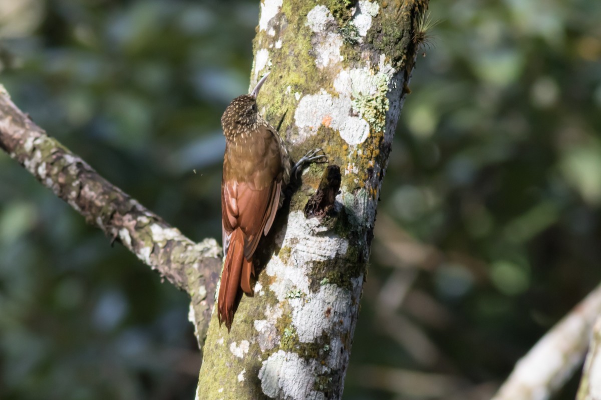 Spot-crowned Woodcreeper - ML365949791