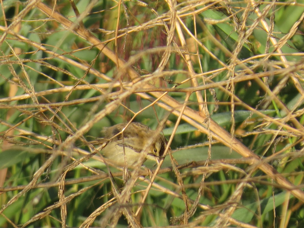 Sedge Warbler - ML365950151