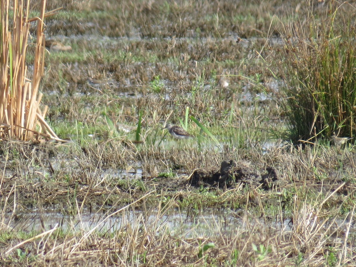 Wood Sandpiper - Luís Gordinho