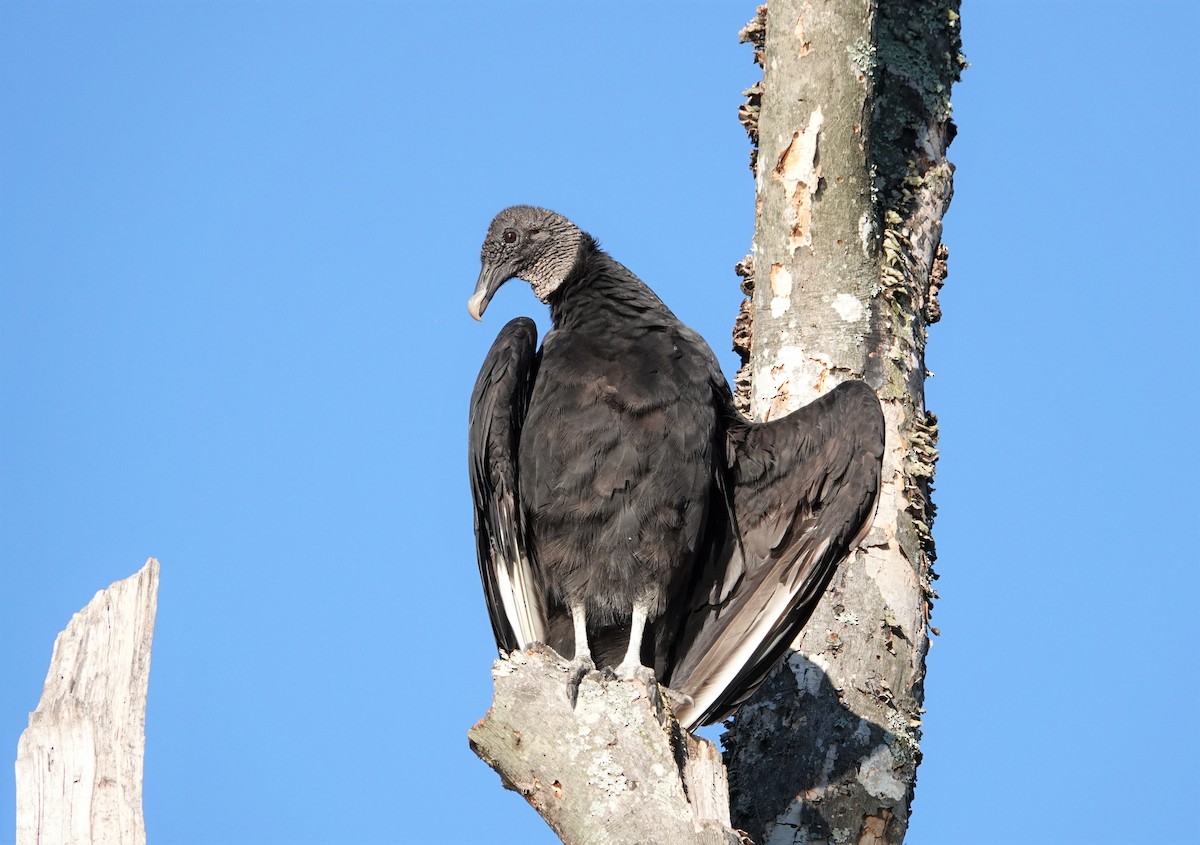 Black Vulture - ML365952091