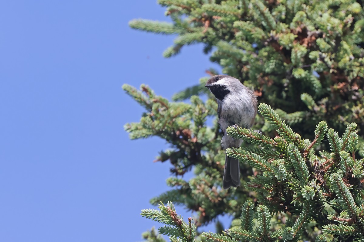 Boreal Chickadee - ML365952501