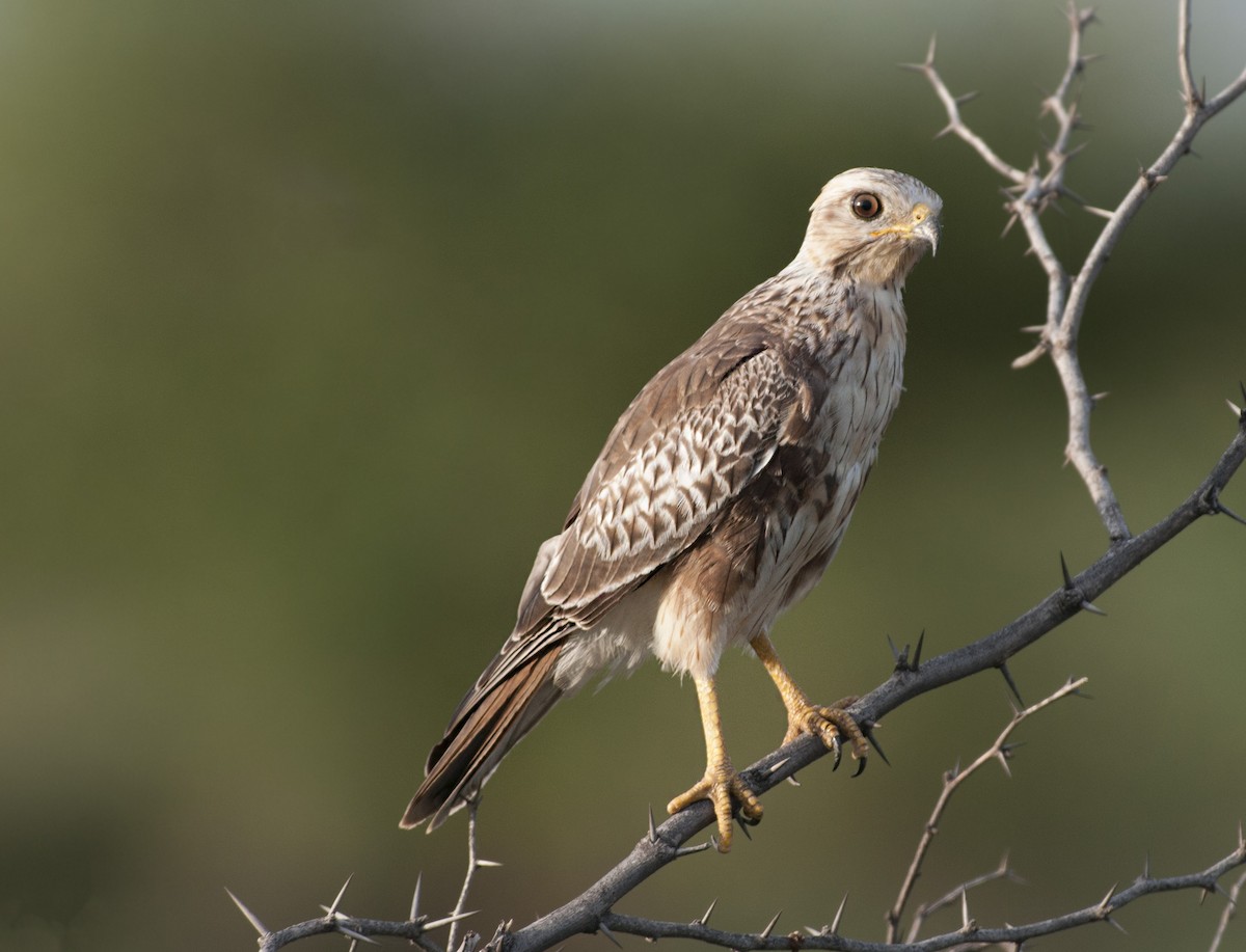 White-eyed Buzzard - Ravindra Tomar