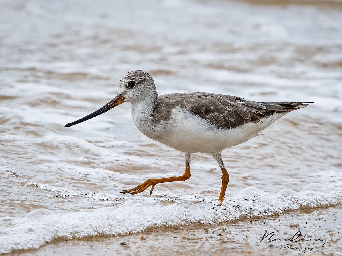 Terek Sandpiper - ML365955141