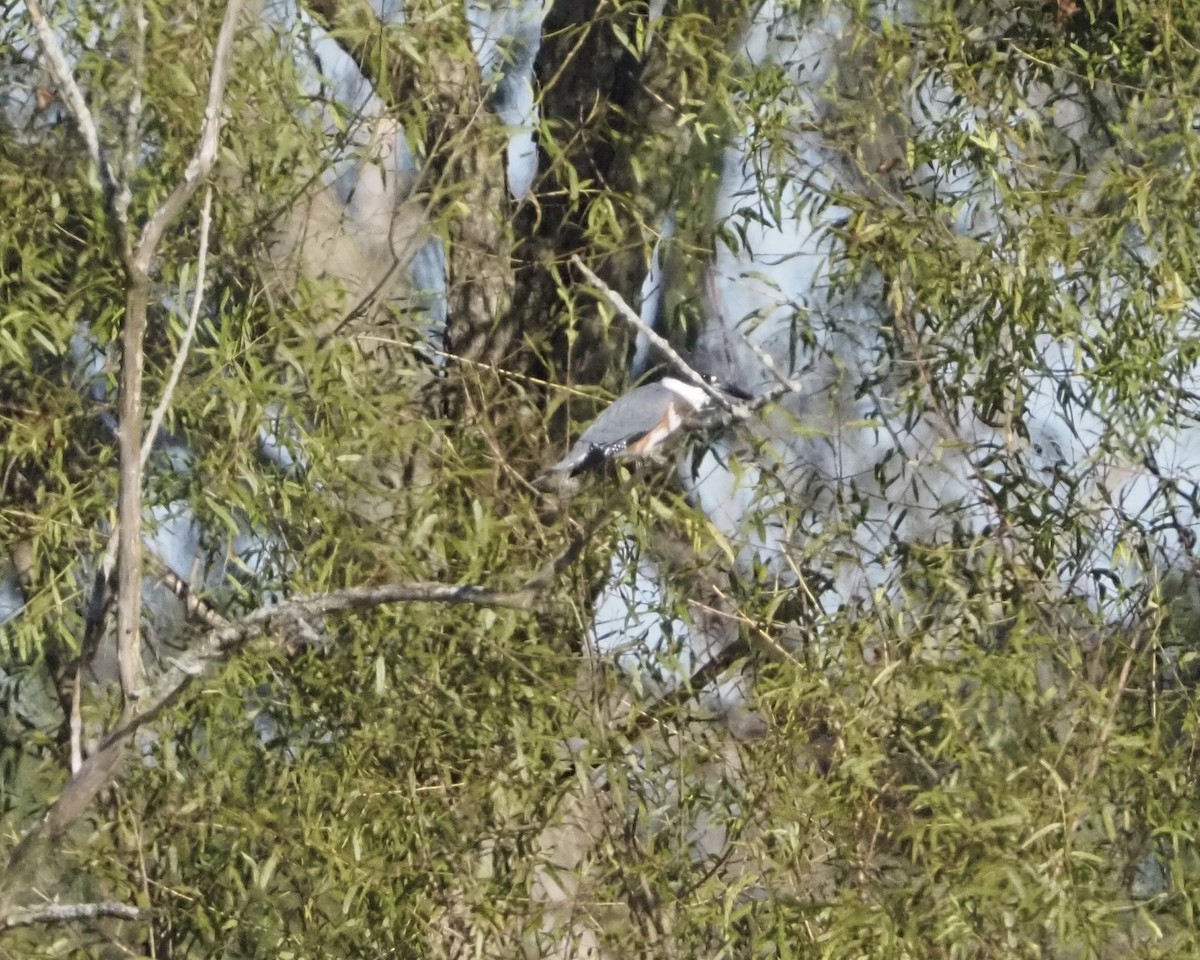 Belted Kingfisher - ML365955801