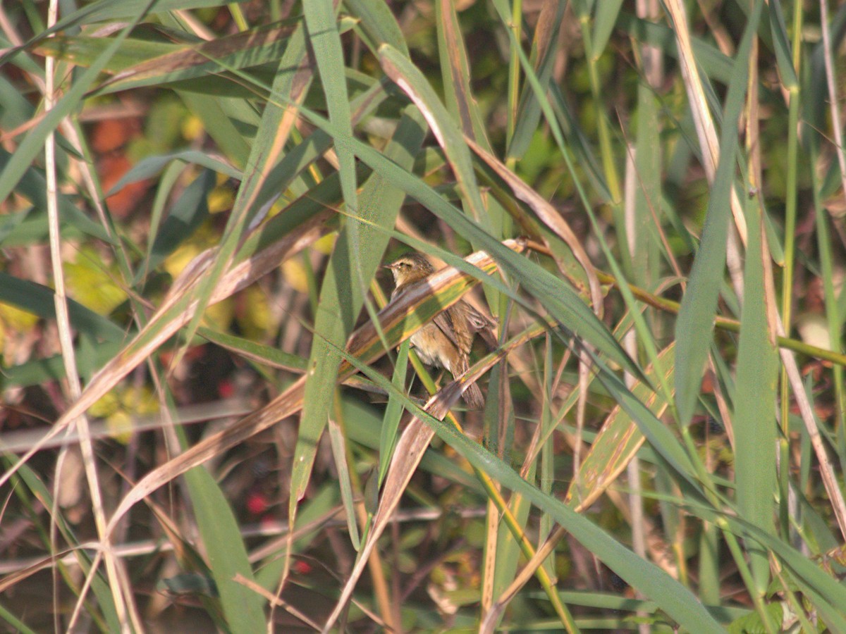 Sedge Warbler - ML365957161