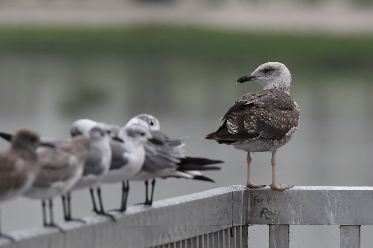 Lesser Black-backed Gull - Clay Bliznick