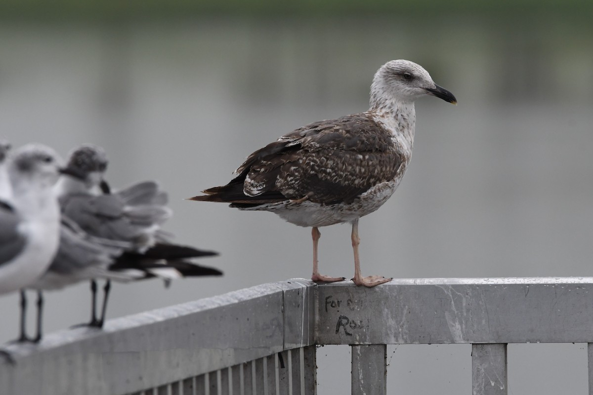 Lesser Black-backed Gull - ML365957331