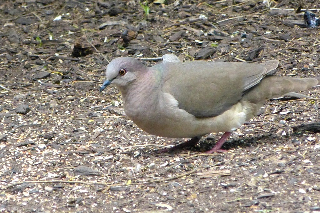 White-tipped Dove - Maurice Raymond