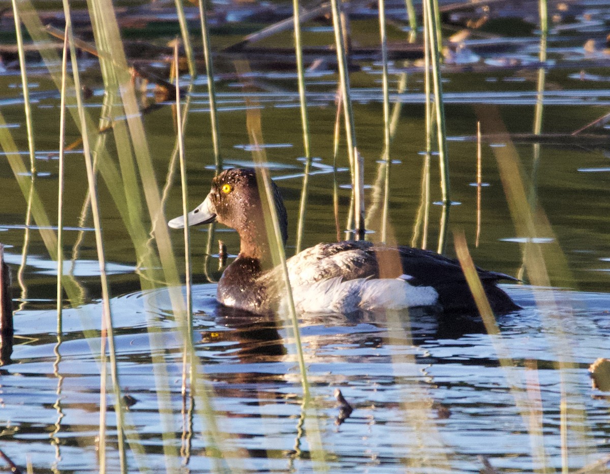 Greater Scaup - ML365961491