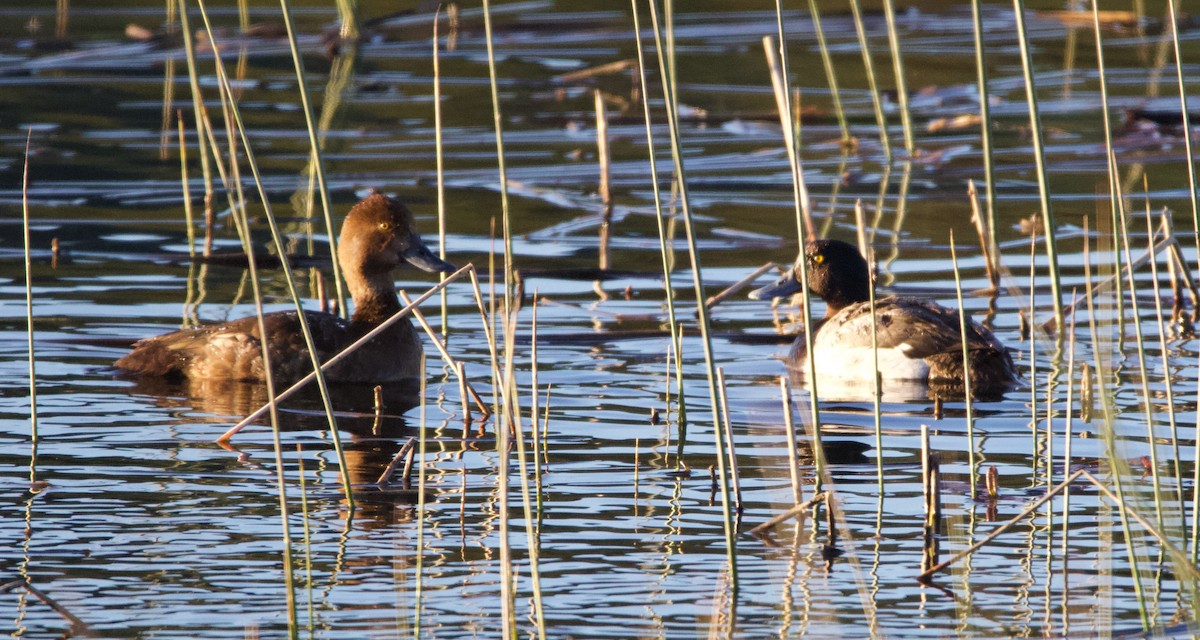 Greater Scaup - ML365962331