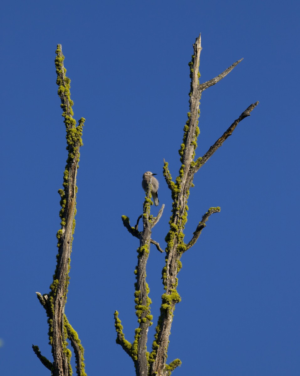 Clark's Nutcracker - ML365962471