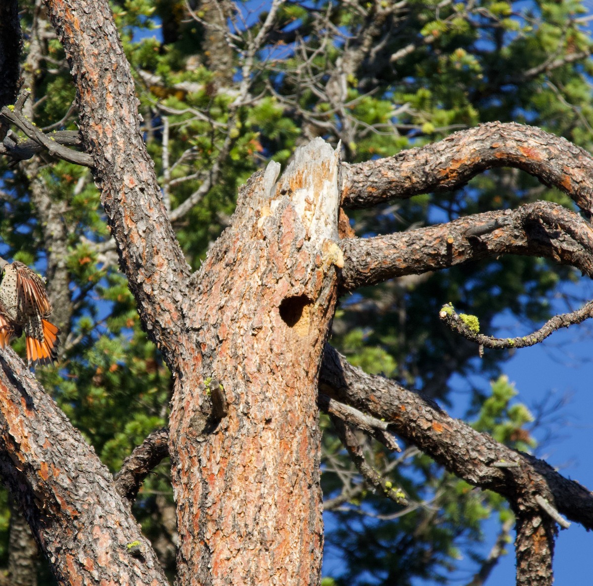 Northern Flicker - ML365962541