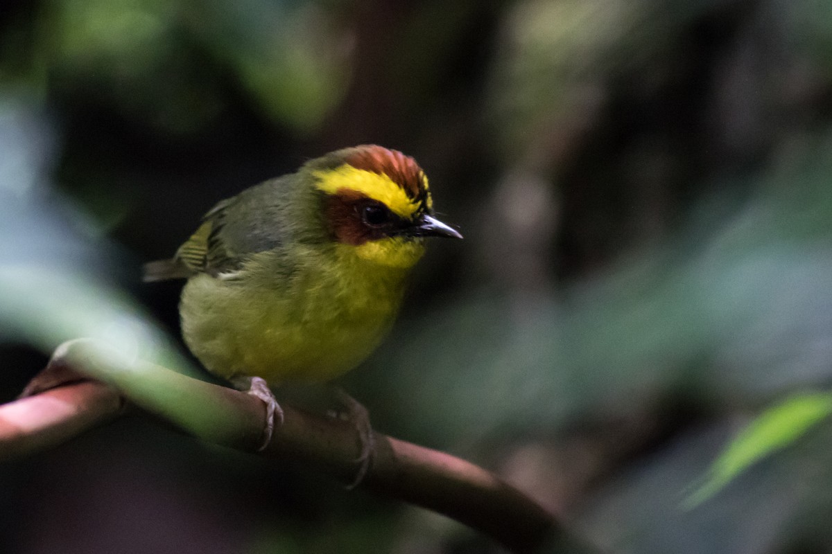 Golden-browed Warbler - ML365962911