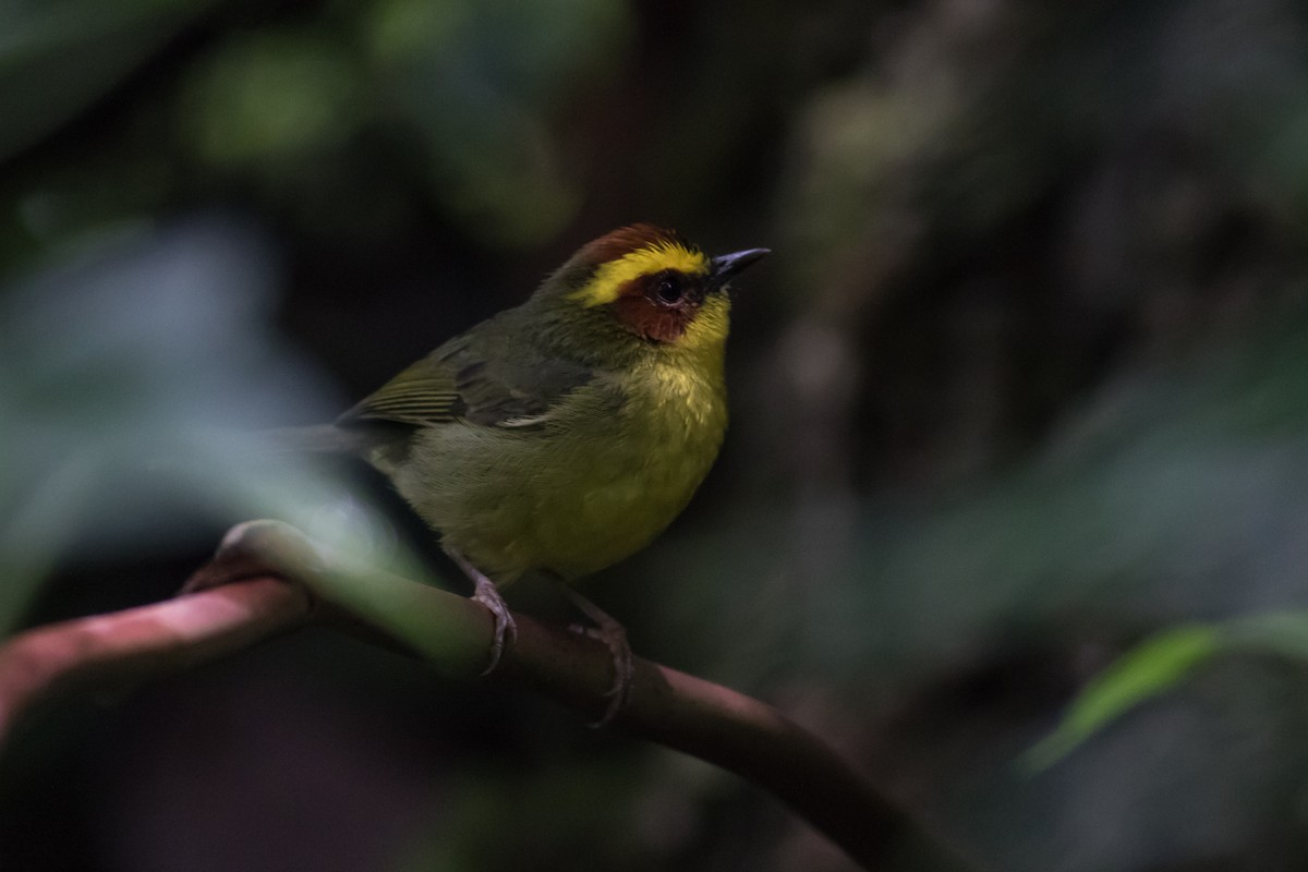 Golden-browed Warbler - ML365962921