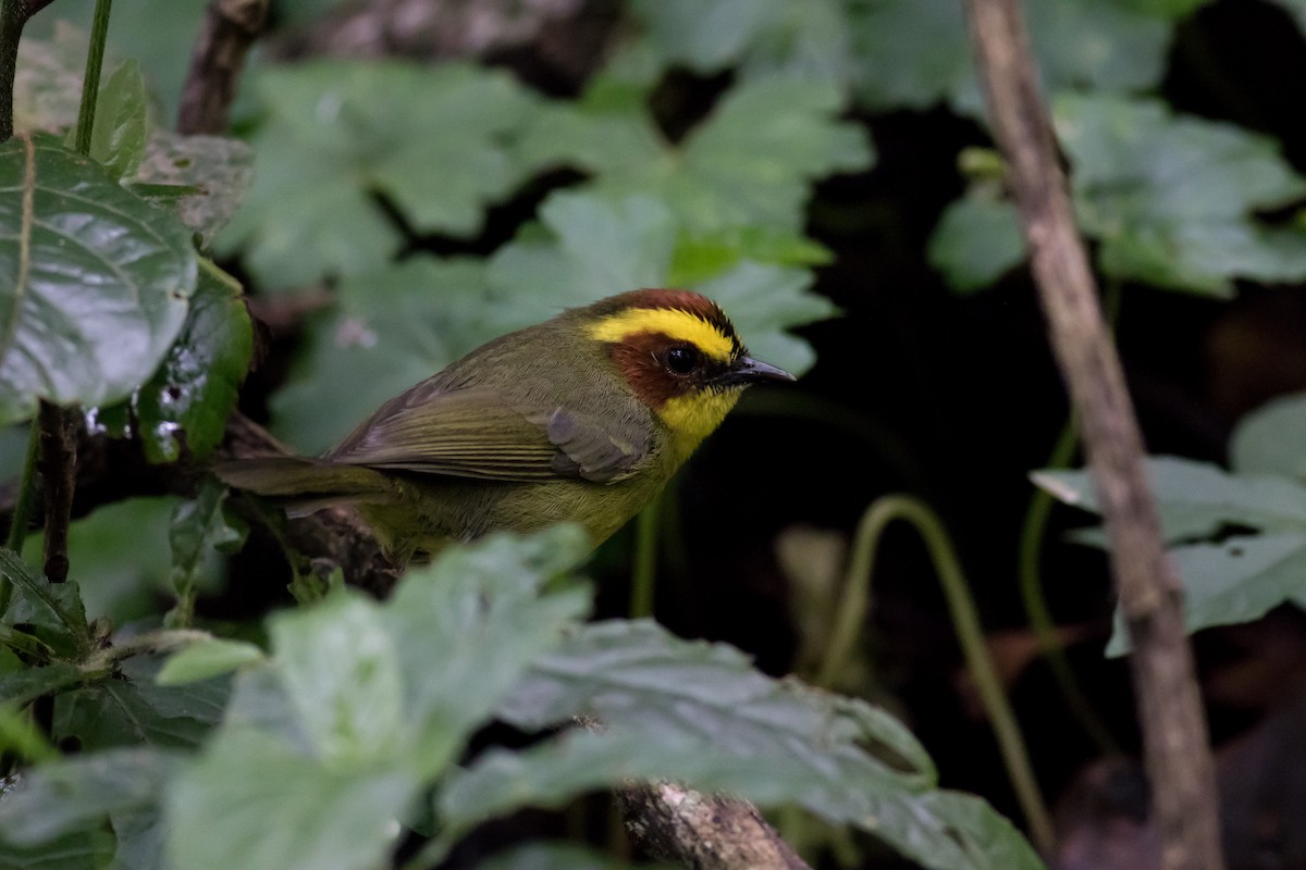 Golden-browed Warbler - ML365962951