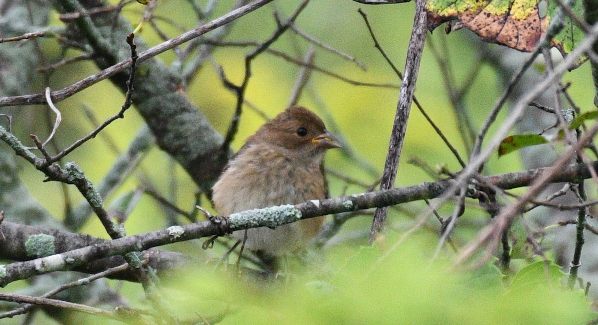 Passerin indigo - ML365965121