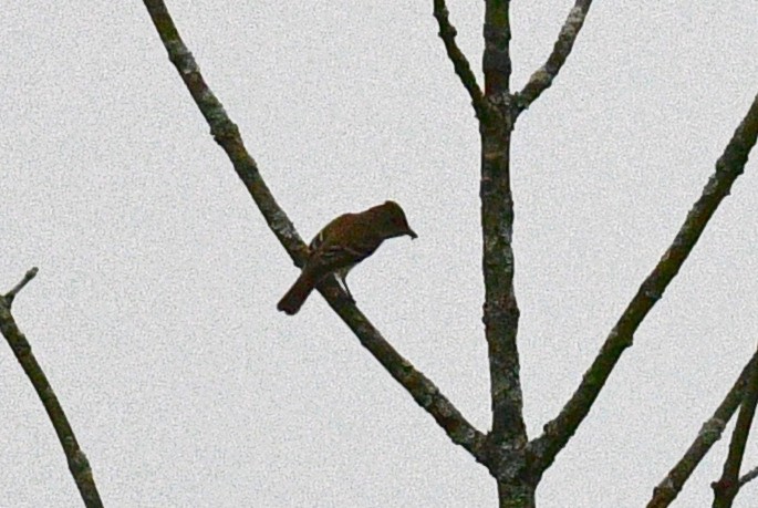 new world flycatcher sp. - ML365965161