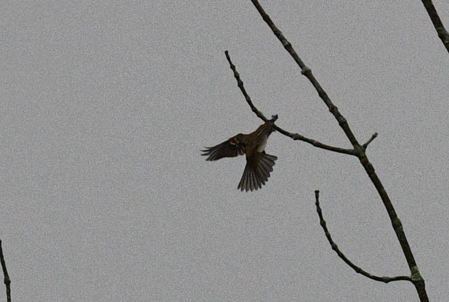 new world flycatcher sp. - ML365965171