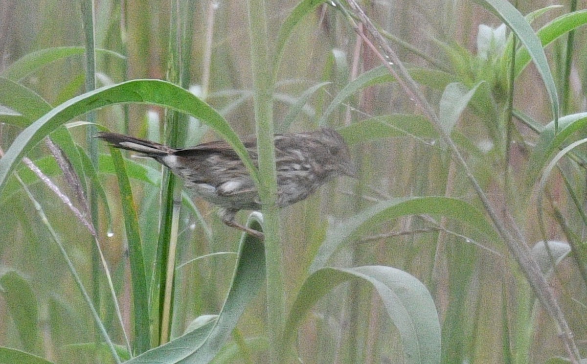 Song Sparrow - ML365965471