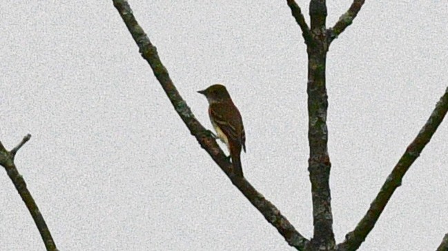 new world flycatcher sp. - ML365965491