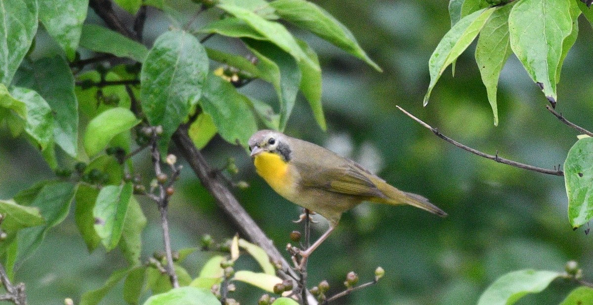 Common Yellowthroat - ML365966221