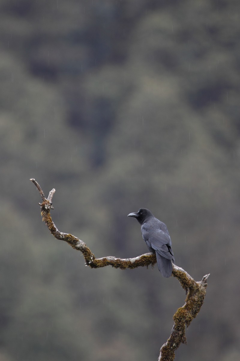 Large-billed Crow - ML365967571