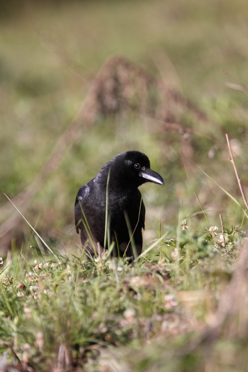 Large-billed Crow - ML365967581