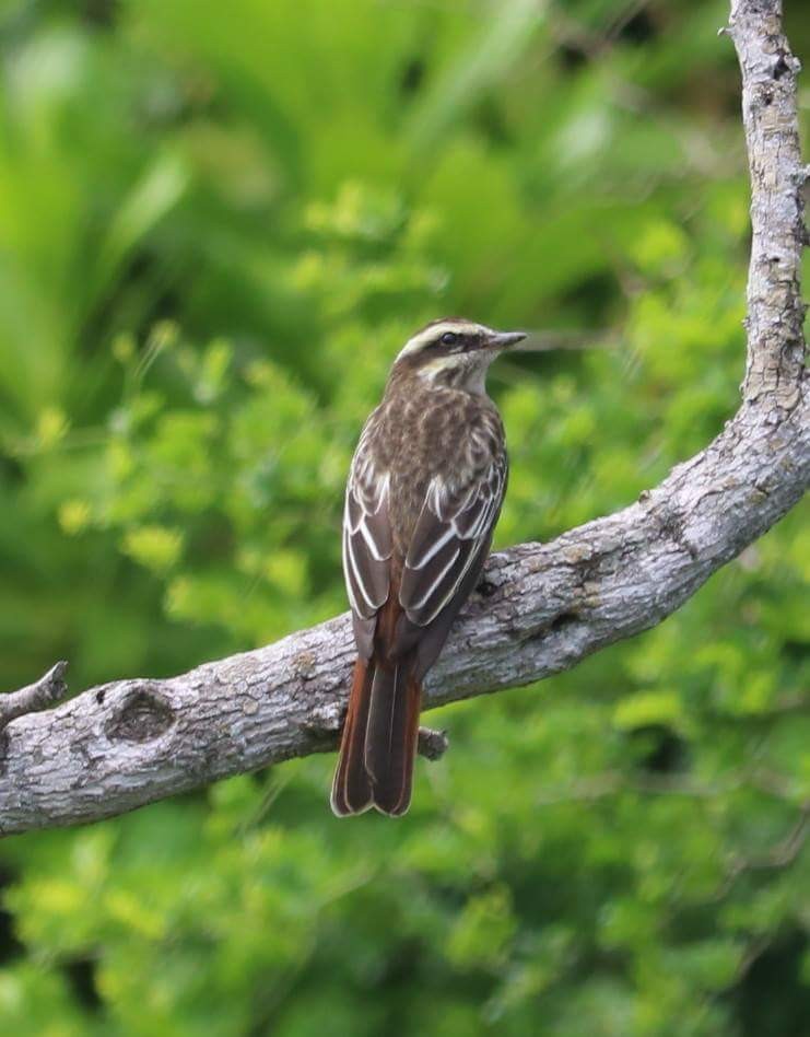 Variegated Flycatcher - ML36596961