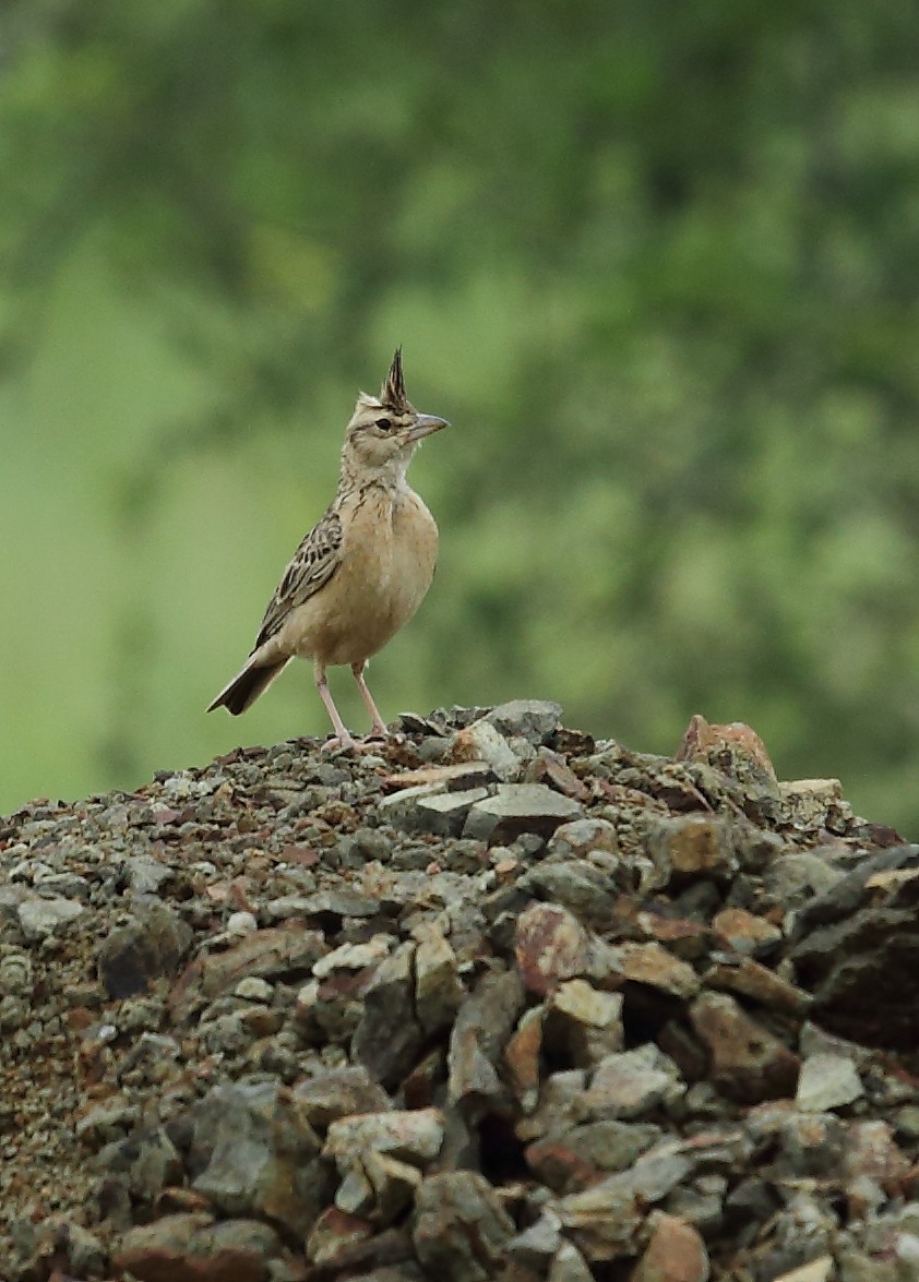 Tawny Lark - ML36597051