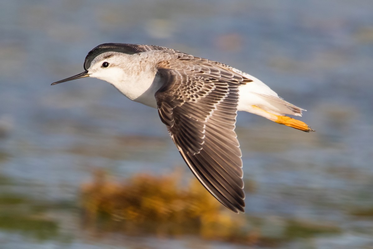 Wilson's Phalarope - ML365971681