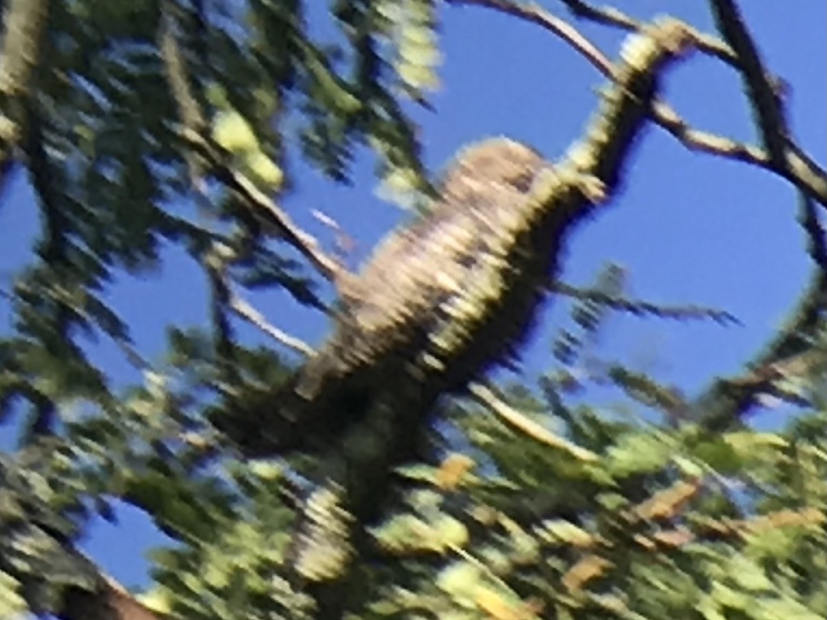 Common Nighthawk - ML365971981