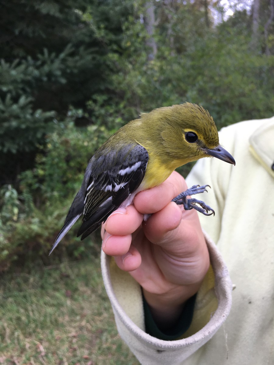 Yellow-throated Vireo - Rachel Holzman