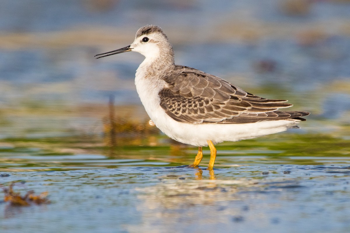 Wilson's Phalarope - ML365972291