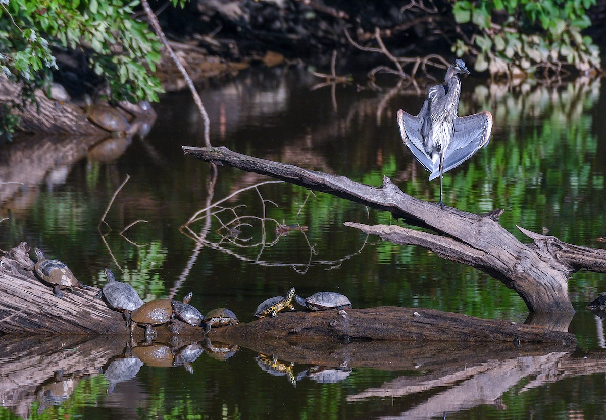 Great Blue Heron - ML365972881