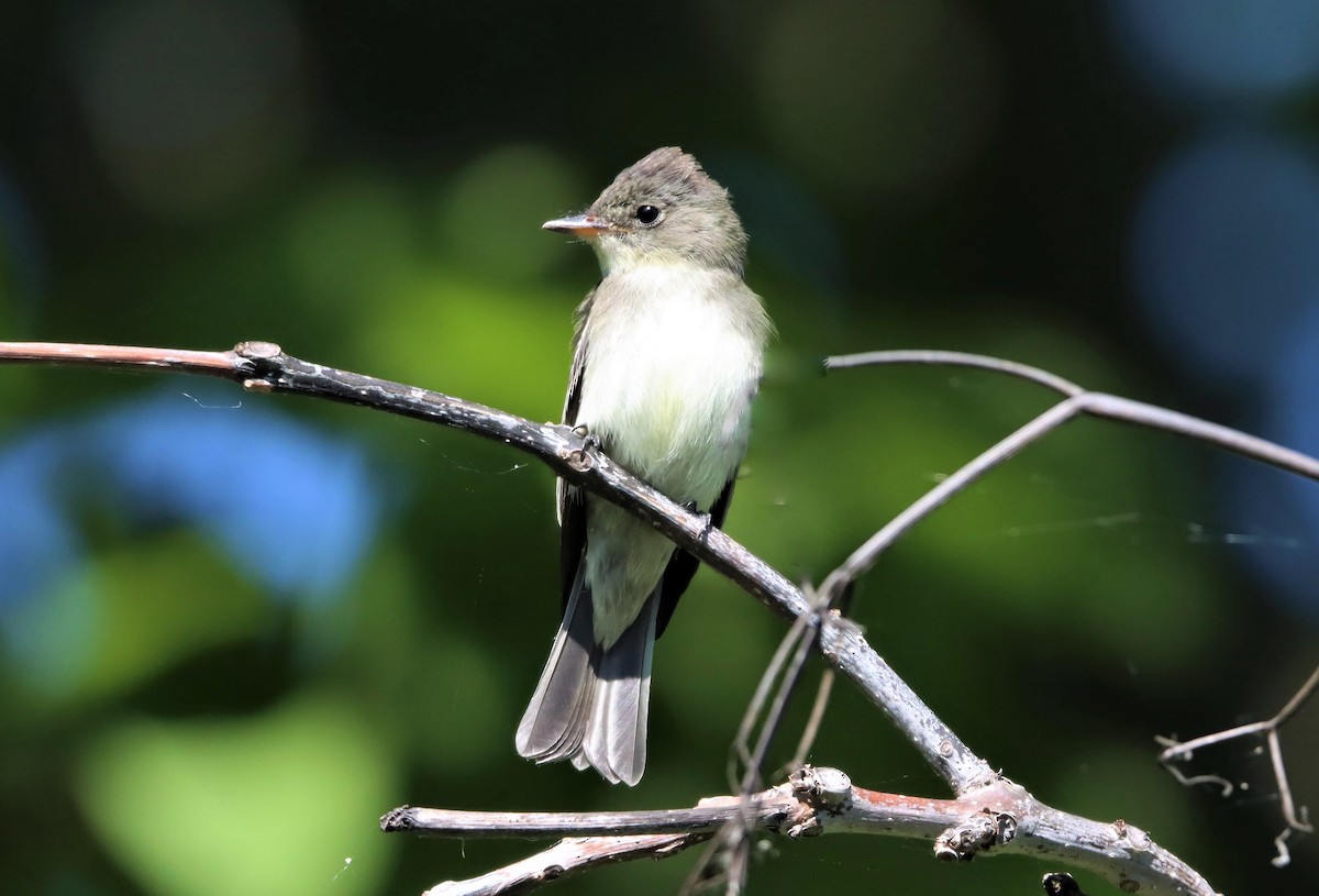 Eastern Wood-Pewee - ML365973831