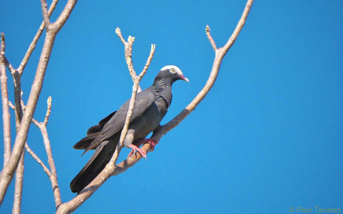 White-crowned Pigeon - ML36597401