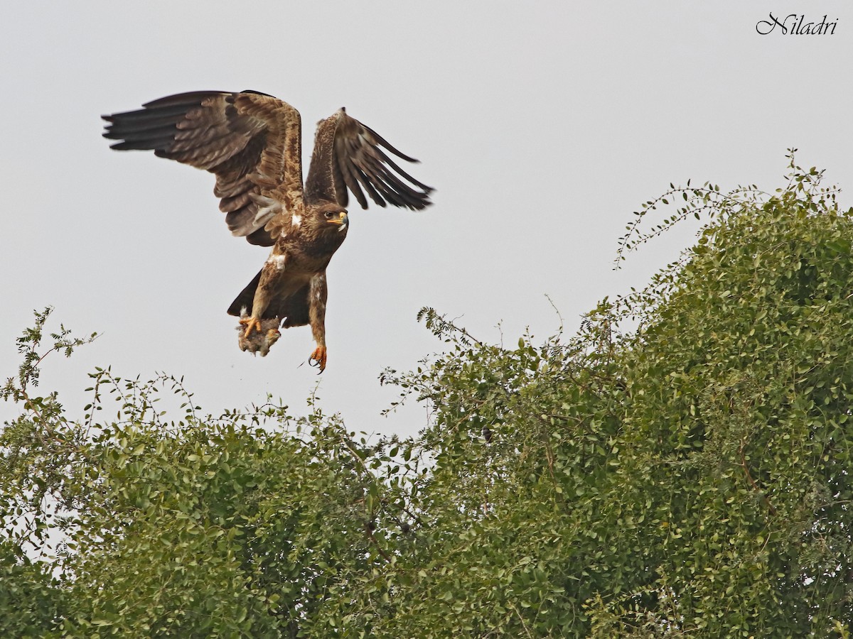 Tawny Eagle - ML365974681