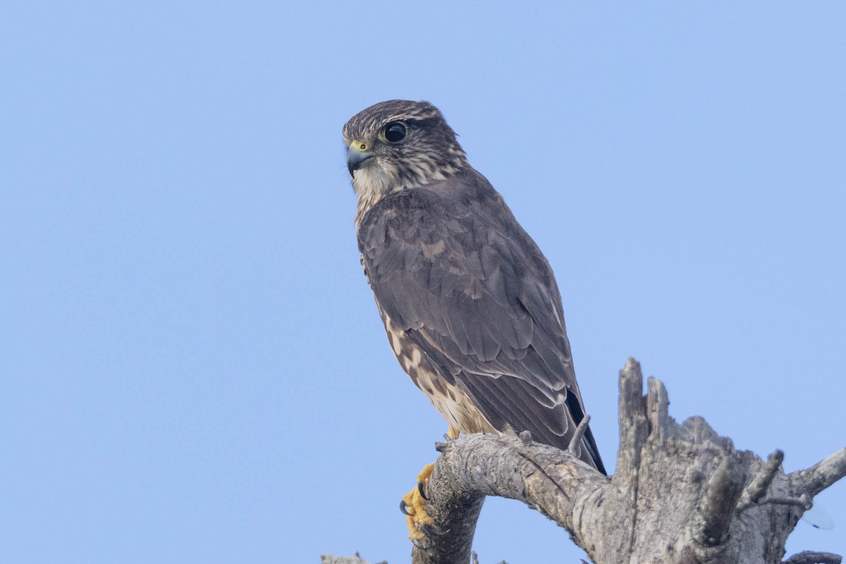 Підсоколик малий - ML365975491